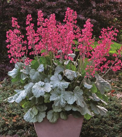 Coral Bells Dolce® Spearmint